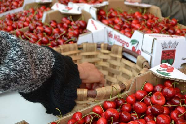 Fiesta de la Cereza de Milagro - navarra - imagen1