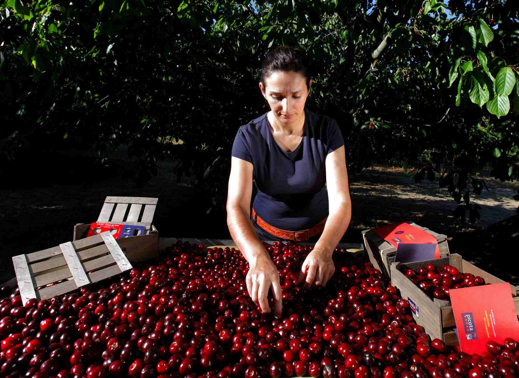 Feria de la Cereza Valle del Jerte